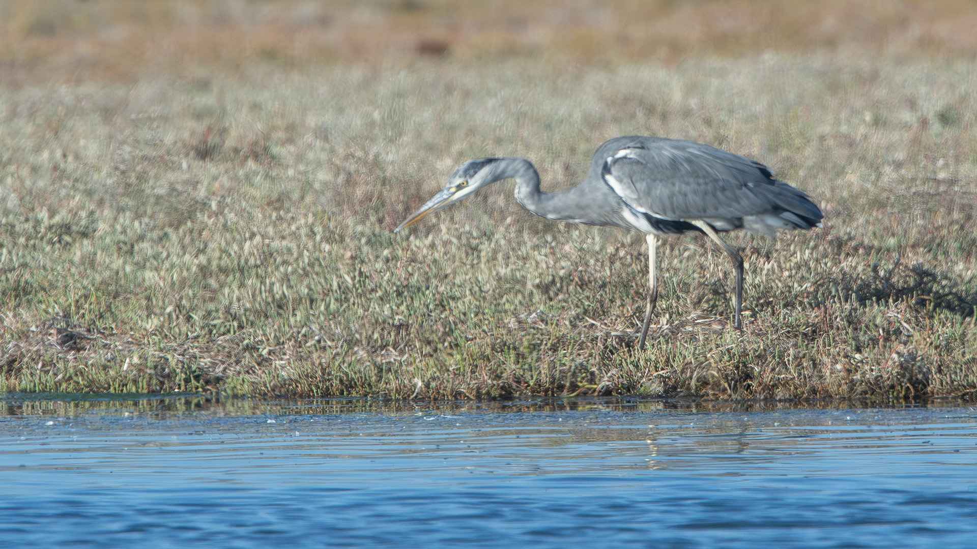 Gray Heron